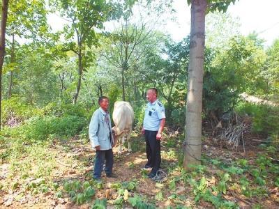 偷牛老汉牵牛走60公里被抓:它不累我快累死了(图)