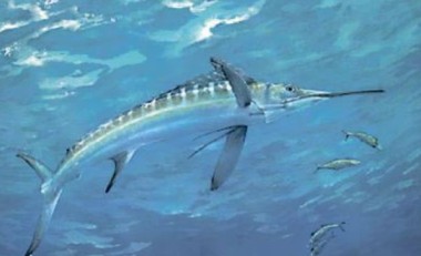 港两岁童食海鱼汞超标专家吁孕妇儿童勿吃过量