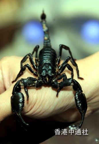 组图:香港将举行"蝎子蜘蛛展 "(2)