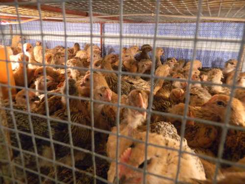 ���13���ϻָ����Ӧ���񴺽ڿ����л��