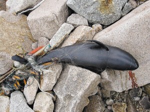 香港再发现搁浅江豚腐尸为今年第5宗个案