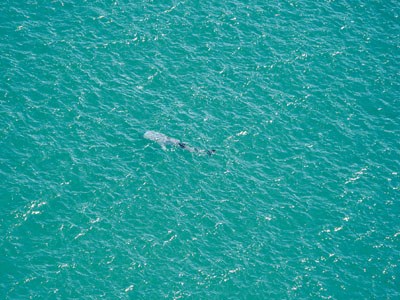 ����Ƶ�����㱨�������Ѿ�������������ټ�