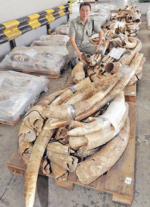 亚洲渐富急求奢侈品 香港最大宗象牙走私案告破