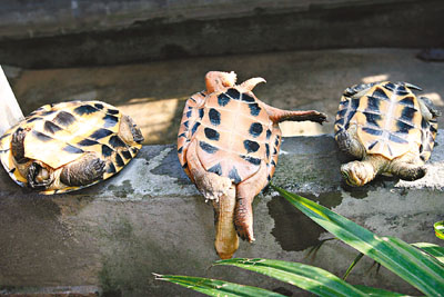 被爆窃养殖场饲养的名种龟包括安南龟(左),艾氏龟(中)及石金钱龟