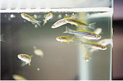 香港研发生物感应预警系统 利用斑马鱼查水质(图)