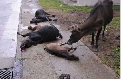 ��۴���ɽ��������ײţ����6ֻţ����1ֻ����