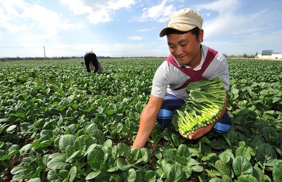 �ڵض�ʡ���ֿ��ȴ������������߲˼۸񲨶�����