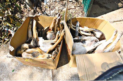 ���6ֻС�����������ɱ�����Űɱ��ͼ��