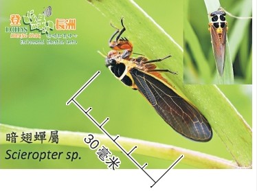 ����״η��ֺ����������������ͼ��