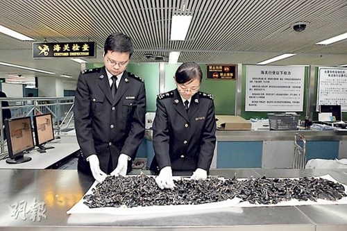 香港游客过关发出阵阵腥臭味因走私逾千蟒蛇胆