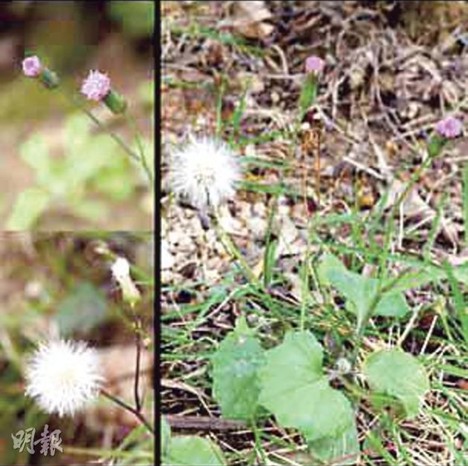有驱风祛湿功效,含毒素的中草药"一点红"在香港常见.