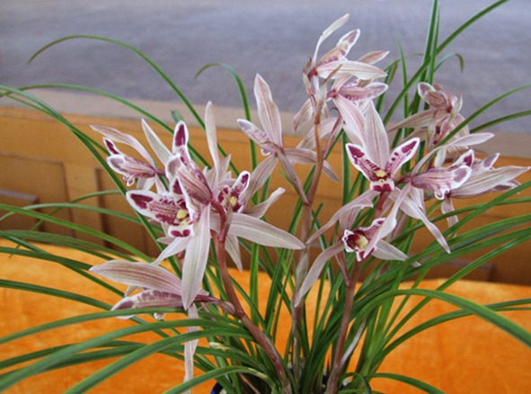 66万购兰花交货时跌至百元港女子昆明打官司索赔