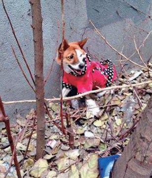 ���󴳺�������ʧ�����հ�Ȯ��ʿ���˹���Բ