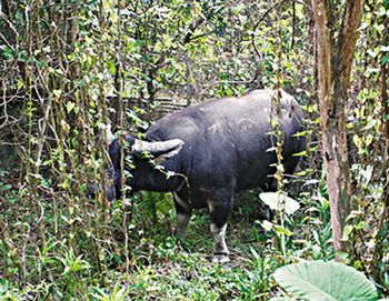 3只恶狗狂追咬伤大水牛港村民报警求助(图)