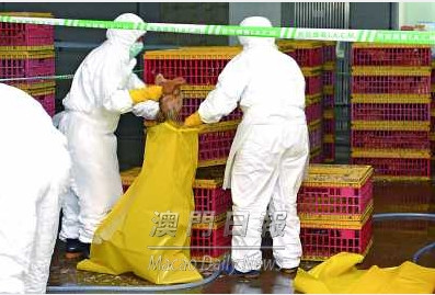 澳门发现禽流感病毒政府通宵扑杀7500只活禽