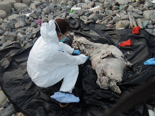 香港江豚搁浅案增至13宗