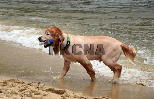 ͼ��������Ȱ�Ȯ��Ӿ����