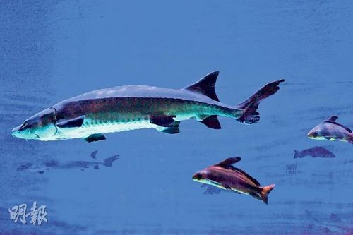 香港海洋公园两条中华鲟受到感染死亡