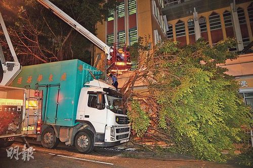 香港一大树倒塌压坏货车斑鸠躲避不及毙命