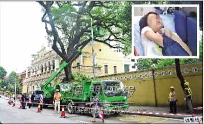 女子接电话误入修剪树木封锁区眼角被树枝扎伤