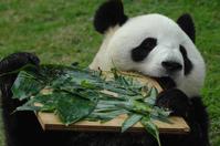 ���Ĵ���è�����ġ���˥�߲����ڵ�ר�ҳƺ���