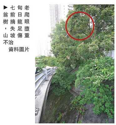 港七旬老翁爬树摘龙眼不慎坠落山坡重伤身亡