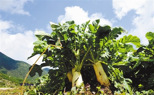 ��Ϫ��ɽ�߲˽�������г���ɽ���ܲ��ܻ�ӭ