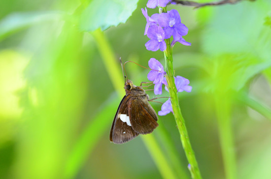 ����׶ȼ�¼����խ����Ū������ͼ��
