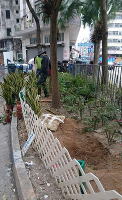 港人路边花槽葬猫竖墓碑园艺工人报警(图)