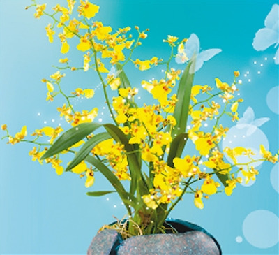 图:香港花展“跳舞兰”吸睛花艺作品惊艳