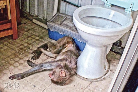 香港一小猕猴突然在厕所晕倒瘦至皮包骨(图)