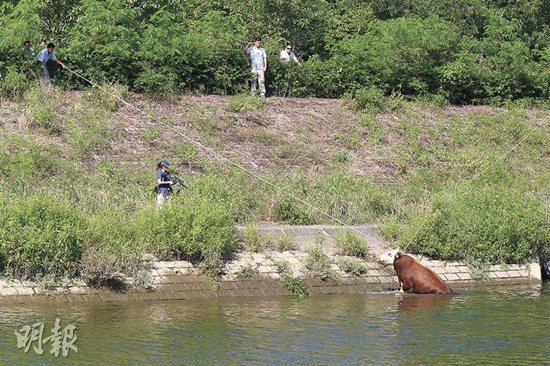 大牛逃出屠宰场躲河里中麻醉枪淹死(图)
