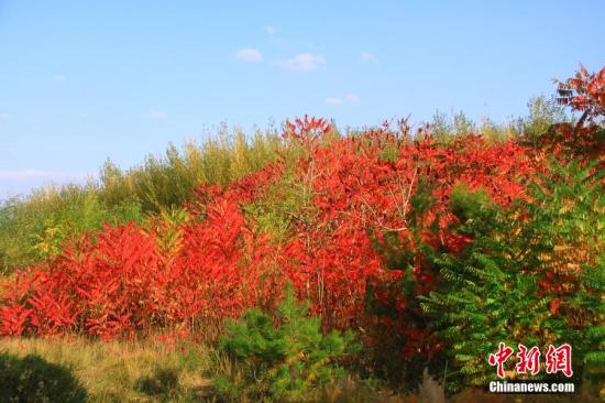 ��۴��ĺ�Ҷ����������Ϸ�Գ������֡��������С�