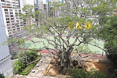 香港200岁榕树王连根拔起倒塌险压死1人图