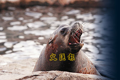 太平洋海岸的一头海狮正向游人露出锋利牙齿. 曾庆威 摄