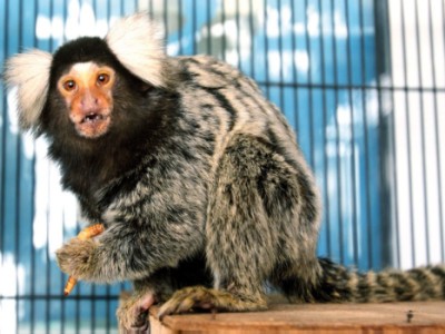 大马宠物店引进世界最小猴 仅长20厘米(图)