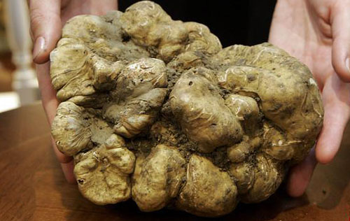 巨型白松露(资料图)