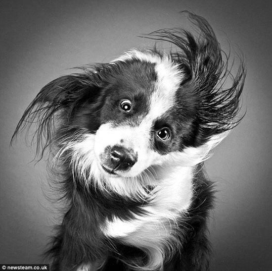 摇头也有艺术感 摄影师记录狗狗抖毛瞬间(组图)(5)