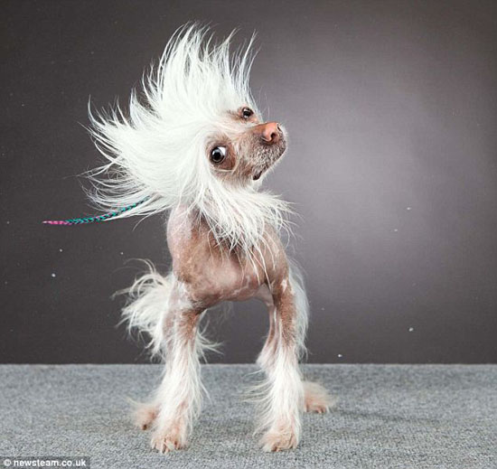 摇头也有艺术感 摄影师记录狗狗抖毛瞬间(组图)(6)