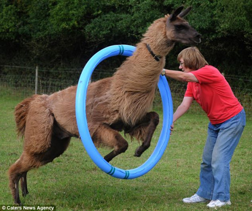 Ӣ����7ֻ���������﷭����ˣ������ͨ��ͼ��