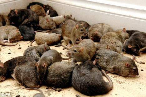 极寒天气肆虐鼠患成灾 英国民众苦恼不已