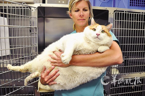 ����2���èԼ��18���ﱻ��Ѱ��������ƣ�ͼ��