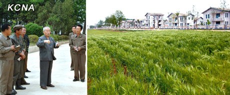 朝鲜总理考察农场强调粮食系朝迫切问题(图)