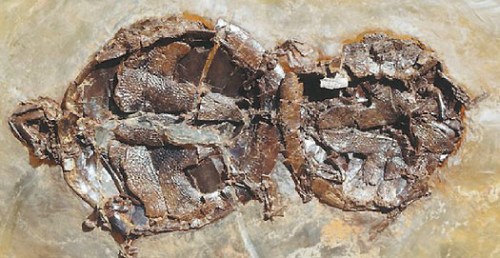 4700����ǰ�ڹ꽻�仯ʯ����ά�ֽ������ƣ�ͼ��