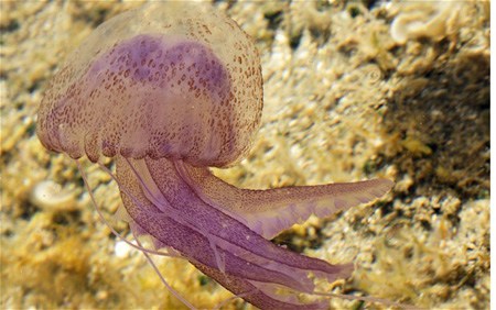 �����Ƴ���ˮĸԤ����Ԥ����̲�οͱ����ˣ�ͼ��