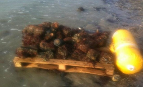 Ӣ��һ�ȼٺ�̲����1000��ö��ս����ը����ͼ��