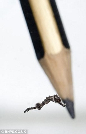 Ӣ������������΢�ͺ�������Ǧ�ʼ��С����ͼ����2��