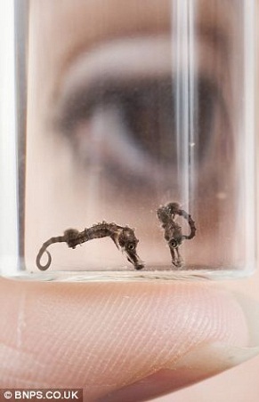 Ӣ������������΢�ͺ�������Ǧ�ʼ��С����ͼ����3��