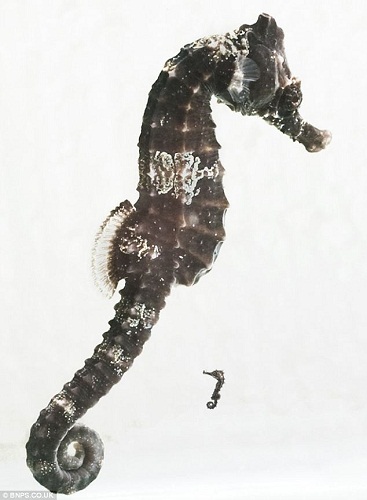 Ӣ������������΢�ͺ�������Ǧ�ʼ��С����ͼ����4��