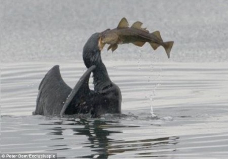 ̰�����׽�������̻�����ͬ����ĽΧ�ۣ���ͼ��